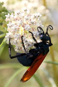 Close-up of bee on flower