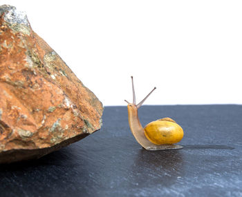 Close-up of fruit on table against clear sky