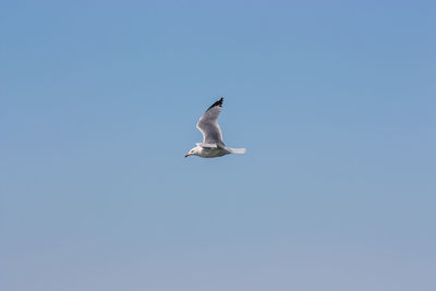 Low angle view of bird flying against clear sky