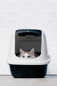 Portrait of cat in container against wall