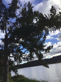 Trees by lake in forest against sky