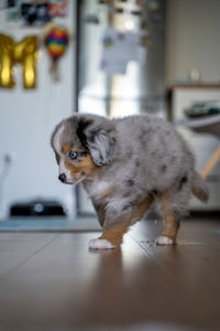 Full length of a dog looking away