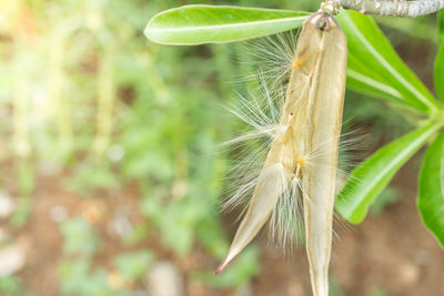 Close-up of dandelion on plant