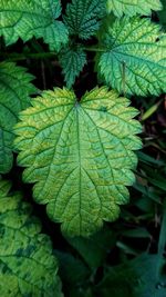 Close-up of fresh green leaves