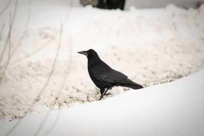 Close-up of bird perching on snow