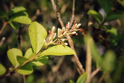 Close-up of insect on plant