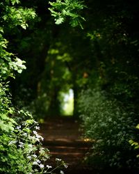 Plants and trees in forest