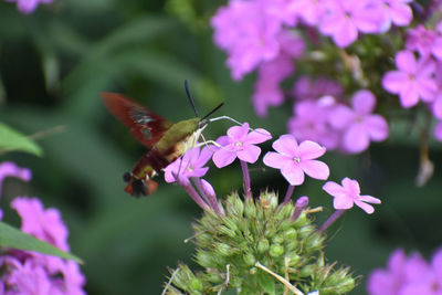 Close-up of butterfly pollinating on pink flower