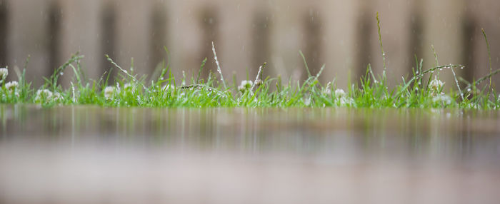 Close-up of wet grass on field