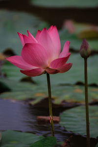 Close-up of lotus water lily in lake