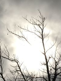 Low angle view of bare tree against sky