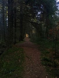 Footpath passing through forest