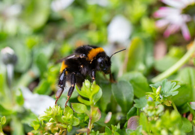 Close-up of bee pollinating on flower