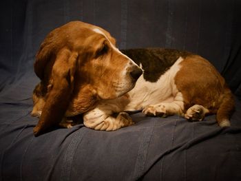 Dog sleeping at home