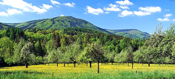 Scenic view of agricultural field against sky