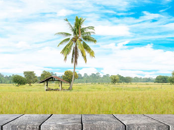 Wood table with rice field in local area of thailand background