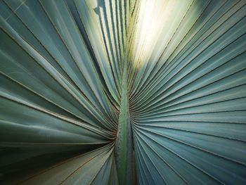Detail shot of palm leaf