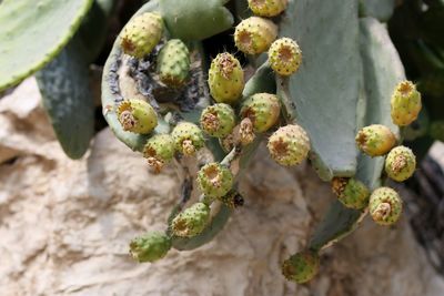 Close-up of fruits on tree