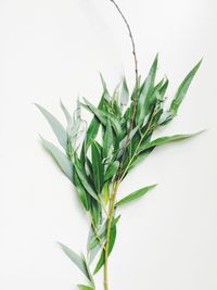 Close-up of leaves over white background