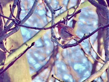 Low angle view of bird perching on twig against sky