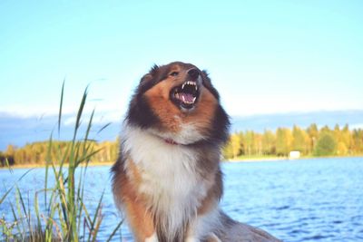 Close-up of dog barking on lake shore