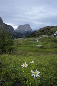 Scenic view of flowering plants and mountains against sky