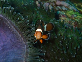 Fish swimming in sea