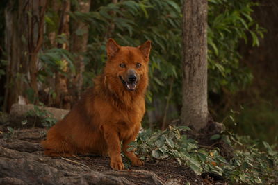 Portrait of dog on field