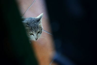 Close-up portrait of cat