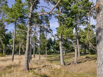 Trees in forest