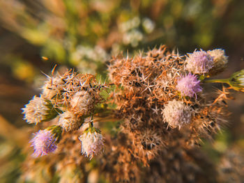 Close-up of wilted flower