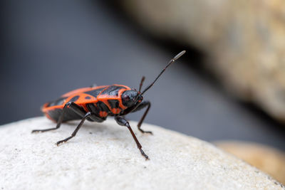 Close-up of insect