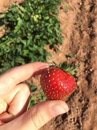 Close-up of hand holding strawberry