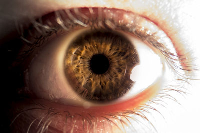 Close-up of human eye