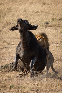 Male lion drags down buffalo from behind
