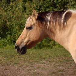 Close-up of a horse on field