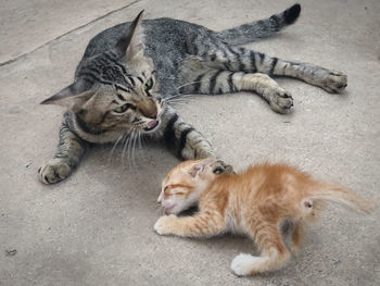 High angle view of cats lying down