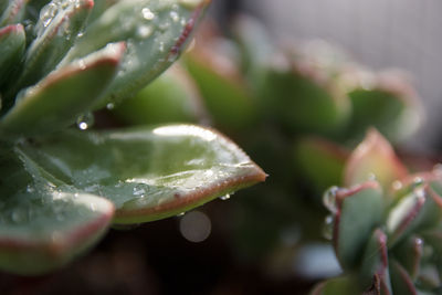 Close-up of wet plant leaves