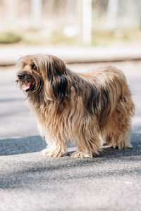 Dog looking away while standing on footpath