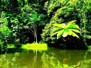 Scenic view of lush foliage