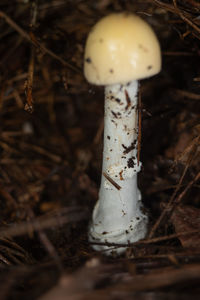 fungus