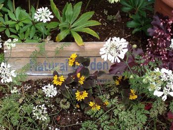 Close-up of flowers blooming outdoors