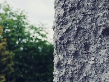 Close-up of tree trunk