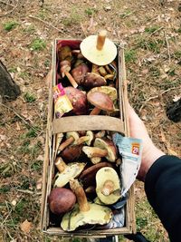 High angle view of hand holding mushrooms on field