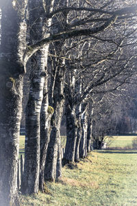 Shadow of tree on ground