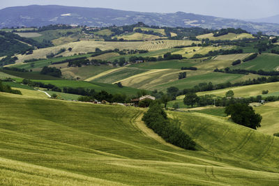 Scenic view of agricultural field