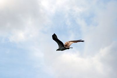 Low angle view of seagull flying against cloudy sky