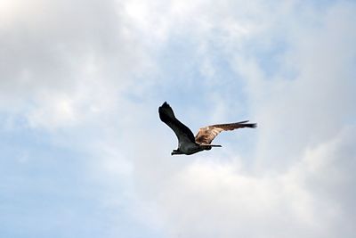 Low angle view of bird flying against cloudy sky