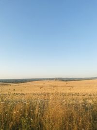 Scenic view of field against clear sky