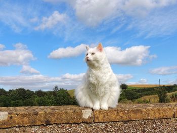 White cat sitting on retaining wall against sky